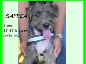 Cachorro raça SRD-ViraLata idade 1 ano nome Sapeca