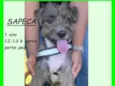 Sapeca