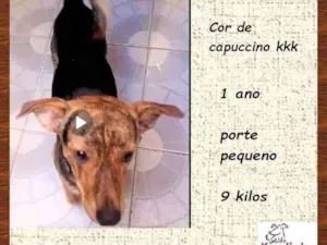 Cachorro raça SRD-ViraLata idade 1 ano nome Binho 