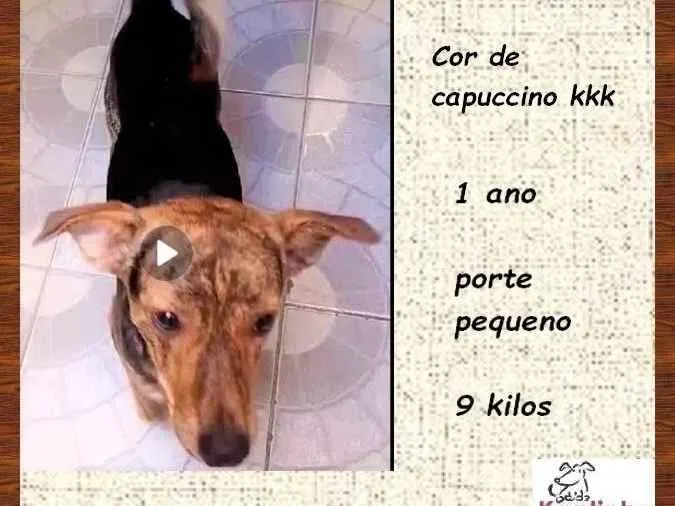 Cachorro ra a SRD-ViraLata idade 1 ano nome Binho 