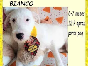 Cachorro raça SRD-ViraLata idade 2 a 6 meses nome Bianco