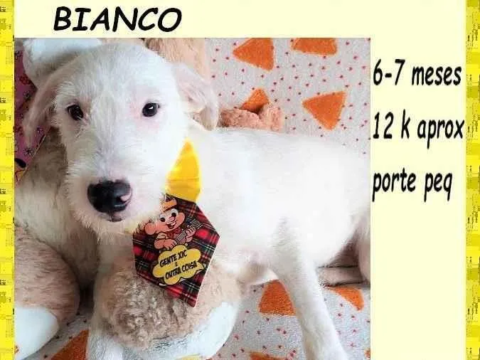 Cachorro ra a SRD-ViraLata idade 2 a 6 meses nome Bianco