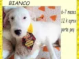 Bianco