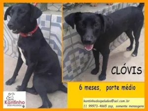 Cachorro raça SRD-ViraLata idade 2 a 6 meses nome Clóvis 