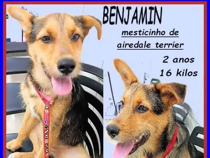 Cachorro ra a SRD-ViraLata idade 2 anos nome Benjamin