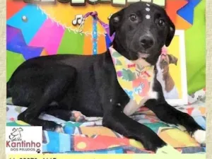 Cachorro raça SRD-ViraLata idade 2 anos nome Daisy
