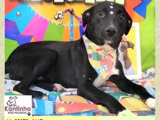 Cachorro ra a SRD-ViraLata idade 2 anos nome Daisy