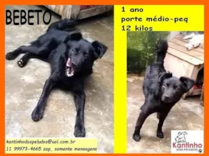 Cachorro raça SRD-ViraLata idade 1 ano nome Bebeto