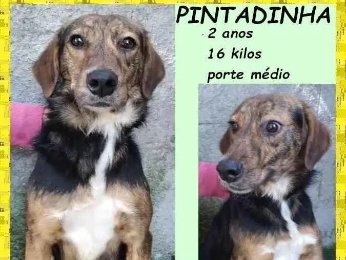 Cachorro ra a SRD-ViraLata idade 2 anos nome Pintadinha