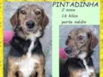 Pintadinha