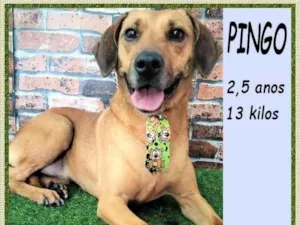Cachorro raça SRD-ViraLata idade 2 anos nome Pingo