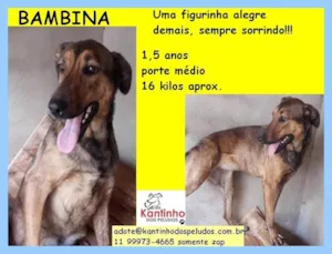Cachorro raça SRD-ViraLata idade 1 ano nome Bambina