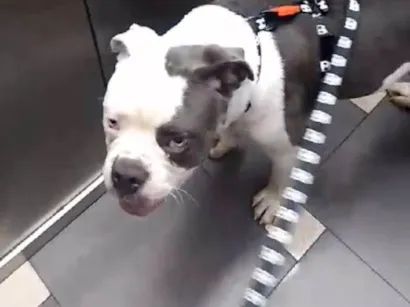 Cachorro raça Pit-Bull idade 2 anos nome Zeus