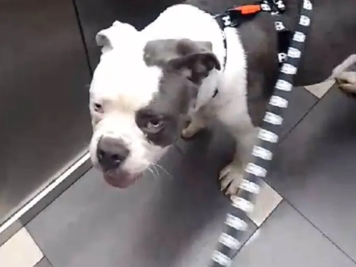 Cachorro ra a Pit-Bull idade 2 anos nome Zeus
