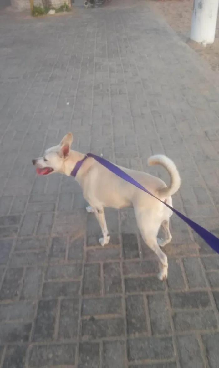Cachorro ra a SRD-ViraLata idade 1 ano nome Penelope