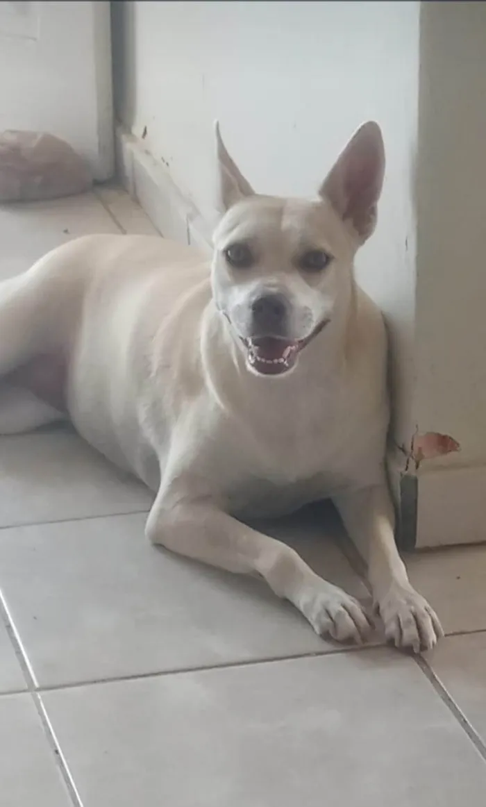 Cachorro ra a SRD-ViraLata idade 1 ano nome Penelope
