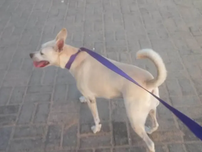 Cachorro ra a SRD-ViraLata idade 1 ano nome Penelope