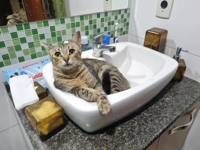 Gato ra a SRD-ViraLata idade 2 anos nome Misk