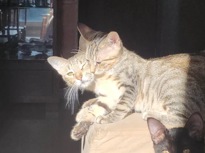 Gato ra a SRD-ViraLata idade 2 anos nome Misk
