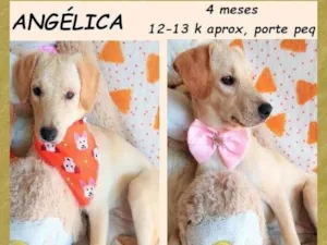 Cachorro raça SRD-ViraLata idade 2 a 6 meses nome Angélica