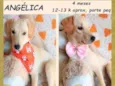 Angélica