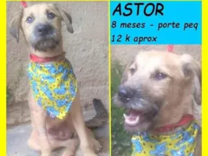 Cachorro raça SRD-ViraLata idade 7 a 11 meses nome Astor