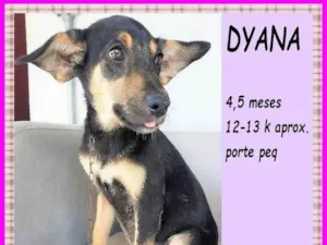 Cachorro raça SRD-ViraLata idade 2 a 6 meses nome Dyana