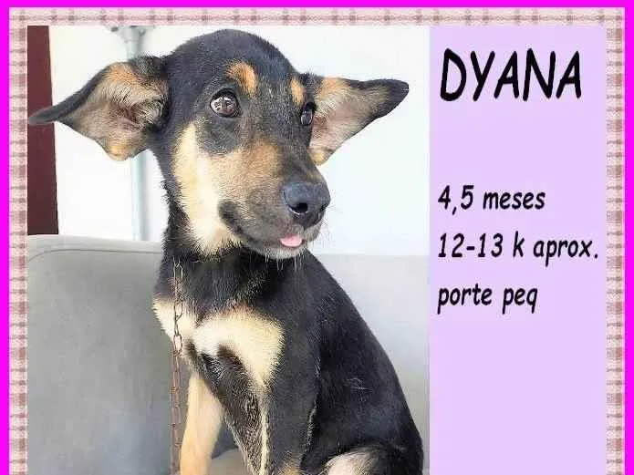 Cachorro ra a SRD-ViraLata idade 2 a 6 meses nome Dyana