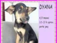 Dyana