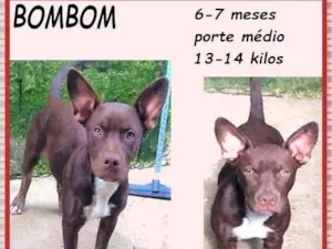 Cachorro raça SRD-ViraLata idade 2 a 6 meses nome Bombom
