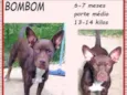 Bombom