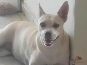Cachorro raça SRD-ViraLata idade 1 ano nome Penelope
