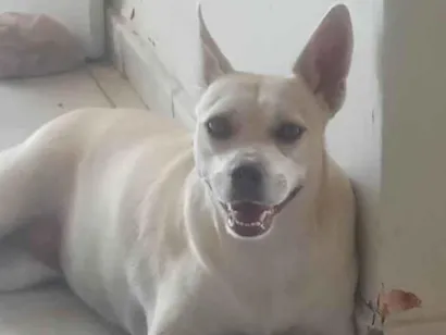 Cachorro raça SRD-ViraLata idade 1 ano nome Penelope