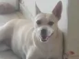 Penelope