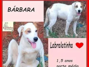 Cachorro raça SRD-ViraLata idade 1 ano nome Bárbara