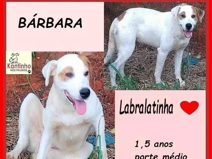 Cachorro ra a SRD-ViraLata idade 1 ano nome Bárbara