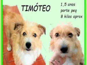 Cachorro raça SRD-ViraLata idade 1 ano nome Timóteo
