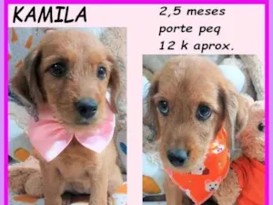 Cachorro raça SRD-ViraLata idade 2 a 6 meses nome Kamila