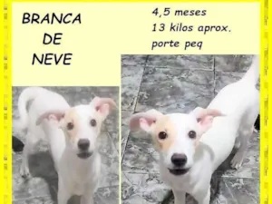 Cachorro raça SRD-ViraLata idade 2 a 6 meses nome Branca de neve