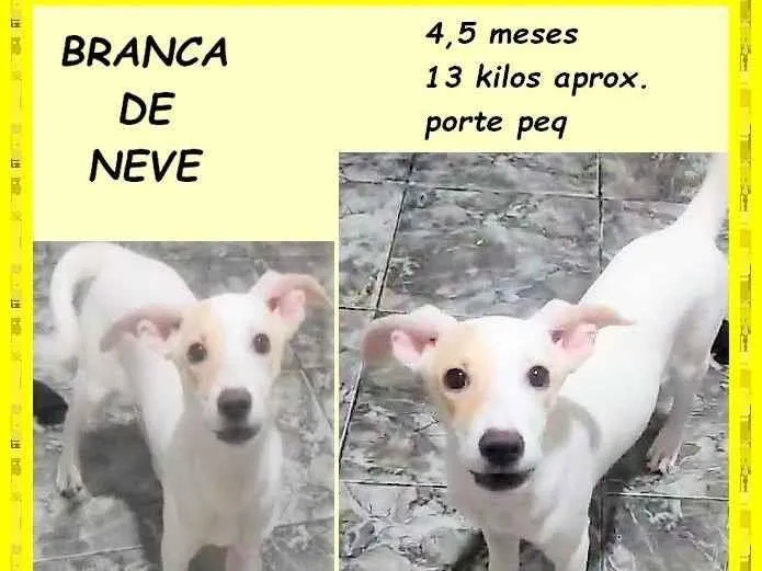 Cachorro ra a SRD-ViraLata idade 2 a 6 meses nome Branca de neve
