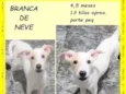 Branca de neve