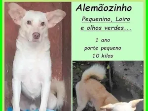 Cachorro raça SRD-ViraLata idade 1 ano nome Alemãozinho