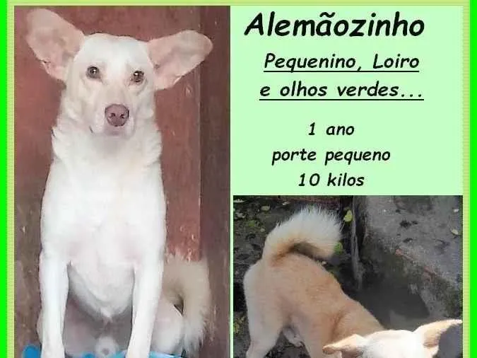 Cachorro ra a SRD-ViraLata idade 1 ano nome Alemãozinho