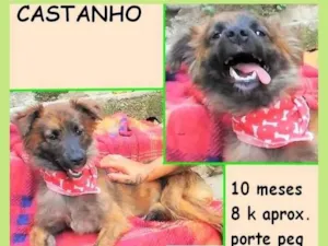 Cachorro raça SRD-ViraLata idade 7 a 11 meses nome Castanho