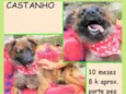 Castanho