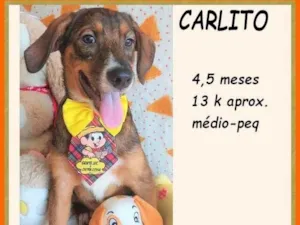 Cachorro raça SRD-ViraLata idade 2 a 6 meses nome Carlito