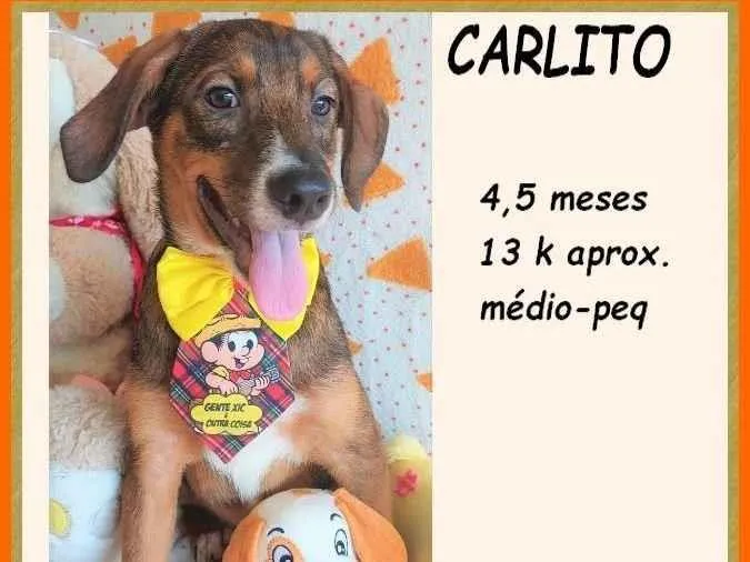 Cachorro ra a SRD-ViraLata idade 2 a 6 meses nome Carlito