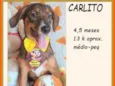 Carlito