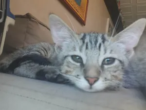 Gato raça SRD-ViraLata idade 2 a 6 meses nome Mister Gunk