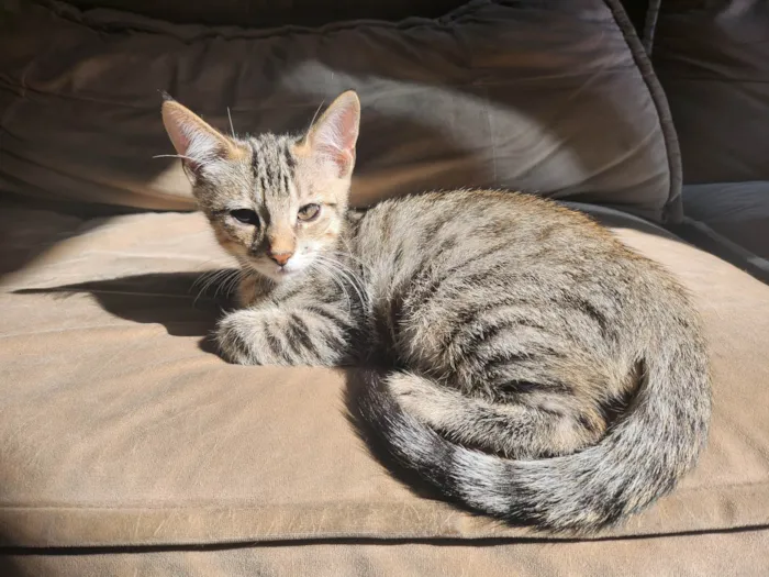 Gato ra a SRD-ViraLata idade 2 a 6 meses nome Mister Gunk